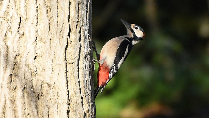 Balade nature autour de Montayral